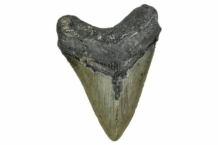 Serrated, Fossil Megalodon Tooth - North Carolina #344069